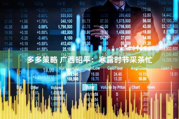 多多策略 广西昭平：寒露时节采茶忙